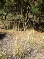 Muhlenbergia macroura