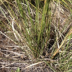Muhlenbergia macroura