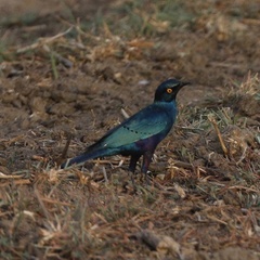 Lamprotornis chloropterus