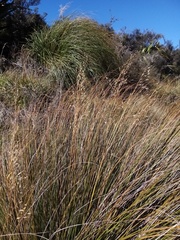 Chionochloa rigida