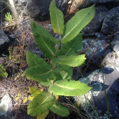 Asclepias notha
