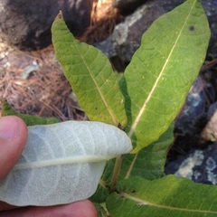 Asclepias notha