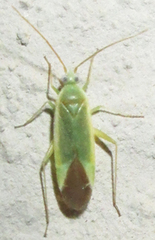 Orthotylinae