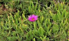 Carpobrotus deliciosus