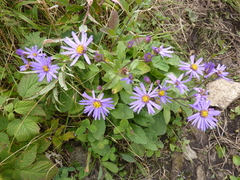 Aster amellus bessarabicus