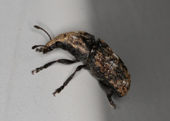 Taburnus breviceps