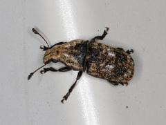 Taburnus breviceps