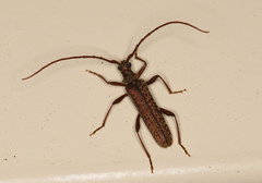 Phlyctaenodes pustulata