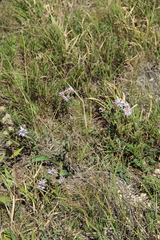 Aster amellus bessarabicus