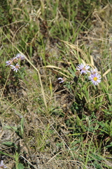 Aster amellus bessarabicus