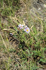 Aster amellus bessarabicus