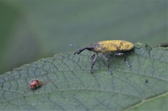 Gasteroclisus