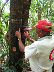 Clusia nemorosa