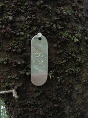 Clusia nemorosa