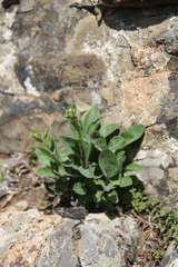 Aster amellus bessarabicus
