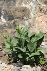 Aster amellus bessarabicus