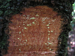 Clusia nemorosa