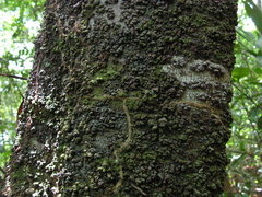 Clusia nemorosa