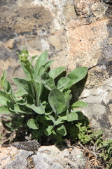 Aster amellus bessarabicus