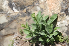 Aster amellus bessarabicus