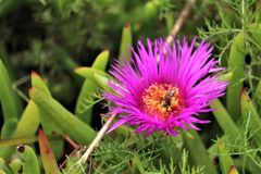 Carpobrotus deliciosus