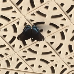 Limenitis arthemis astyanax