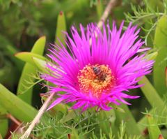 Carpobrotus deliciosus