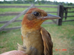 Clibanornis rubiginosus