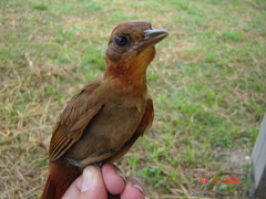 Clibanornis rubiginosus
