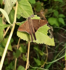 Spicauda teleus