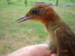 Clibanornis rubiginosus