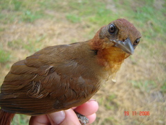 Clibanornis rubiginosus