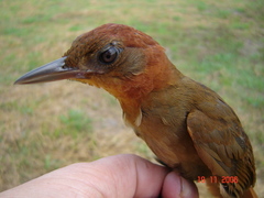 Clibanornis rubiginosus