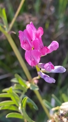 Vicia monantha