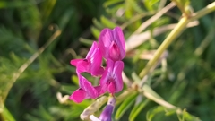 Vicia monantha