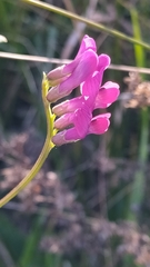 Vicia monantha
