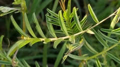 Vicia monantha