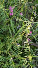 Vicia monantha