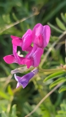 Vicia monantha