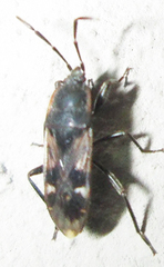 Lanchnophorus singalensis