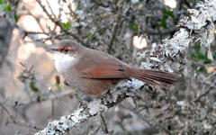 Tarphonomus certhioides