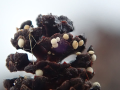 Calycellina alniella