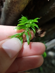 Tmesipteris sigmatifolia