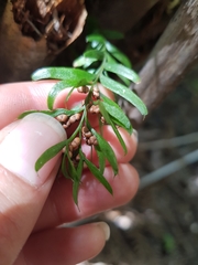 Tmesipteris sigmatifolia