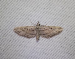 Eupithecia longidens