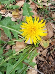 Taraxacum