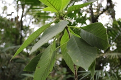 Sinningia schiffneri