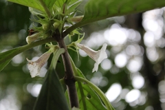 Sinningia schiffneri