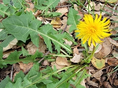 Taraxacum