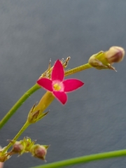 Cordylostigma virgatum image